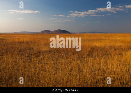 Grünland Lebensraum für Zugvögel Heuschrecken (Locusta migratoria capito) in der Nähe von Isalo Nationalpark, Madagaskar, August 2013. Stockfoto