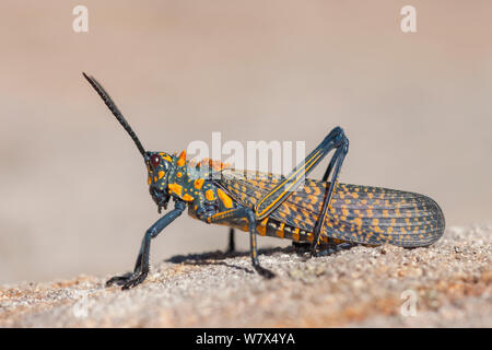 Riesige bemalte Locust (Phymateus saxosus) Isalo Nationalpark, Madagaskar. August. Stockfoto