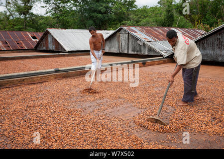 Kakao (Theobroma cacao) Arbeiter auf Kakao Bauernhof mit Tools natürlich drehen trocknen Bohnen, Ilheus, Brasilien, Dezember. Stockfoto