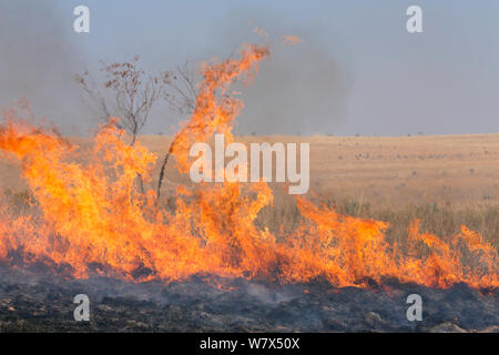 Brandanschlag von Landwirt, Migration von Heuschrecken (Locusta Migratoria Capito) zu töten. Sehr oft wird das Feuer außer Kontrolle Gerät und zerstört viele Hektar Grasland. In der Nähe von Isalo Nationalpark, Madagaskar. August 2013. Stockfoto