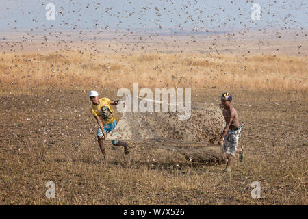 Leute fangen wandernden Heuschrecken (Locusta Migratoria Capito) für den menschlichen Verzehr mit Moskitonetzen am frühen Morgen, wenn sie nicht lange Strecken fliegen können. In der Nähe von Isalo Nationalpark, Madagaskar. August 2013. Stockfoto