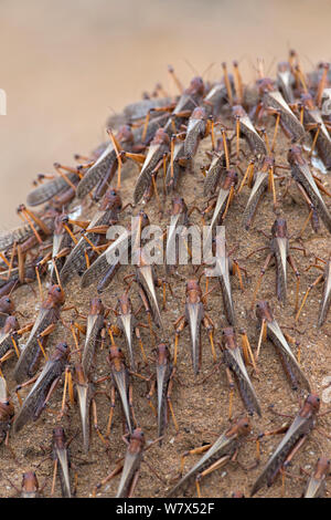 Wandernde Heuschrecken (Locusta migratoria capito) Erwachsene Sonnenbaden auf den termite Hügel, in der Nähe von Isalo Nationalpark, Madagaskar. August 2013. Stockfoto
