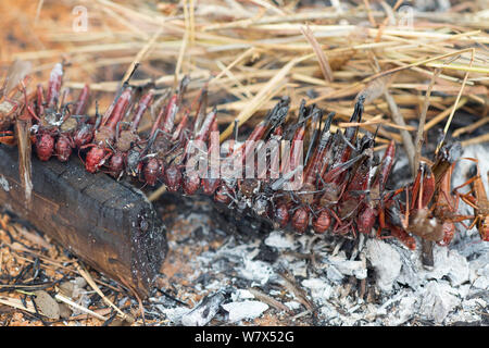 Wanderheuschrecken (Locusta migratoria capito) geröstete über einem Feuer. In der Nähe von Isalo Nationalpark, Madagaskar. August 2013. Stockfoto
