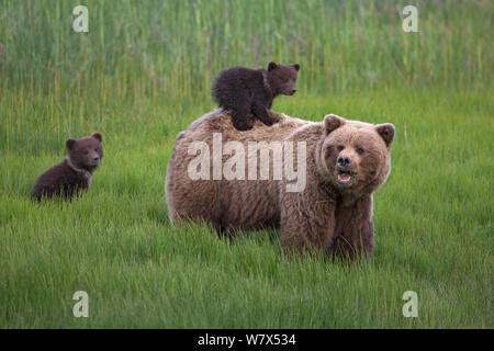 Grizzly Bear-/Küstenbereich Braunbär (Ursus arctos Horribilis) Mutter mit zwei Jungen, ein Reiten auf dem Rücken, Lake Clark National Park, Alaska, USA. Juni. Stockfoto