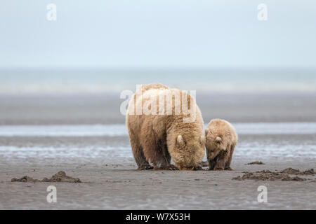 Grizzly Bear-/Küstenbereich Braunbär (Ursus arctos Horribilis) Mutter mit Jungtier Graben für Muscheln auf Wattflächen, Lake Clark National Park, Alaska, USA. Juni. Stockfoto