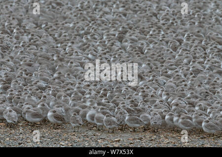 Herde der roten Knoten (Calidris Canutus) im Winter Gefieder, versammelten sich bei Flut Roost, Snettisham, RSPB Reservat, Norfolk, England, UK. November. Stockfoto