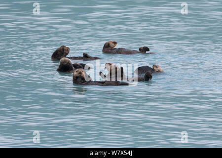 Seeotter (Enhydra lutris) Gruppe rafting, Prince William Sound, Alaska, USA. Juni. Stockfoto