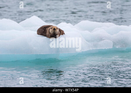 Seeotter (Enhydra lutris) auf Eisscholle, Prince William Sound, Alaska, USA. Juni. Stockfoto