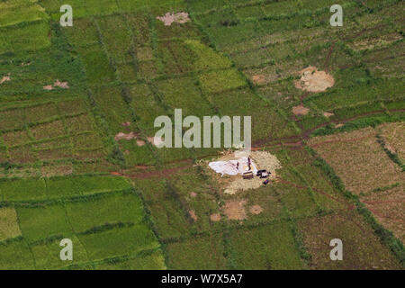 Die Landwirte der Ernte von Reis (Luftbild). Lebensraum für Zugvögel Heuschrecken (Locusta migratoria capito), in der Nähe von Miandrivazo, Madagaskar, Dezember 2013. Stockfoto