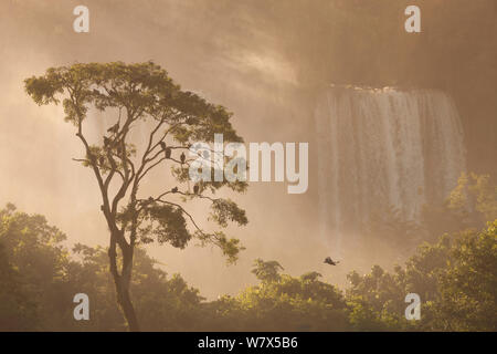 Truthahngeier (Cathartes Aura) im Baum vor die Iguazu Wasserfälle, Iguazu National Park, Brasilien, Januar 2014. Stockfoto