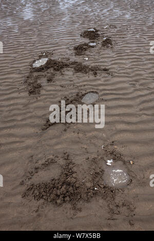 Löcher im Sand von Grizzly Bear-/Küstenbereich Braunbär (Ursus arctos Horribilis) Graben für Muscheln im Wattenmeer links, Lake Clark National Park, Alaska, USA. Juni 2013. Stockfoto