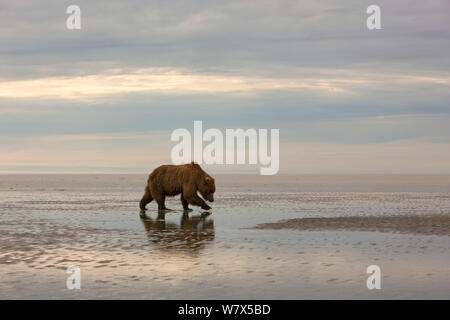 Grizzly Bear / Coastal Braunbär (Ursus Arctos Horribilis) auf der Suche nach Muscheln auf Wattflächen, Lake-Clark-Nationalpark, Alaska, USA, Juni. Stockfoto