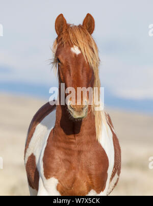 Wilden Mustang, Pinto horse, McCullough Peaks Herde, Wyoming, USA. Stockfoto