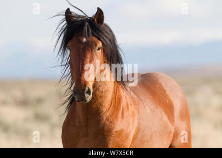 Wilden Mustang, Bay Horse, McCullough Peaks Herde, Wyoming, USA. Stockfoto