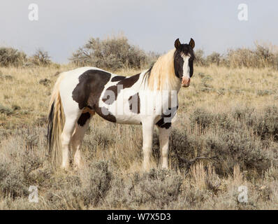 Wilden Mustang, Pinto Pferd stehend, McCullough Peaks Herde, Wyoming, USA. Stockfoto
