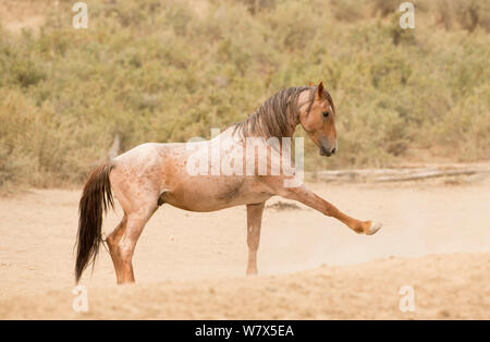 Wilden Mustang, roan Pferd mit dem vorderen Bein verlängert, während scharren Masse als ein Zeichen von Ungeduld Sand Wash Basin Herde, Colorado, USA. Stockfoto