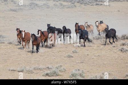 Wilde Mustang Pferd, McCullough Peaks Herde, Wyoming, USA. Stockfoto