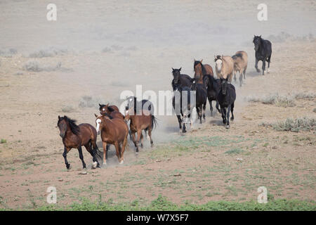 Wilde Mustang Pferd, McCullough Peaks Herde, Wyoming, USA. Stockfoto