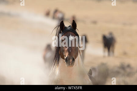 Wilden Mustang, Pinto horse Portrait, McCullough Peaks Herde, Wyoming, USA. Stockfoto