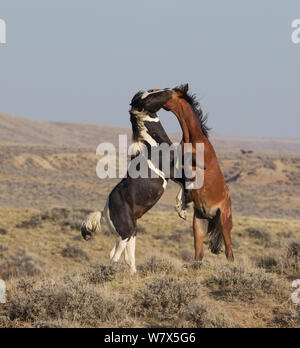 Wilde Mustang Pferde kämpfen, McCullough Peaks Herde, Wyoming, USA., junge Hengste spielen Stockfoto