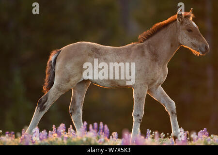 Wilde Mustang Fohlen bei Sonnenaufgang, Pryor Mountains, Montana, USA. Stockfoto