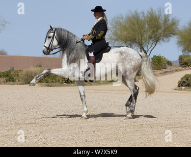 Pferd Reiter Manuel Trigo im Traditionellen Spanischen kostüm Durchführung Dressur reiten, grau Andalusische Stute, Phoenix, Arizona, USA. Februar 2012. Model Released Stockfoto