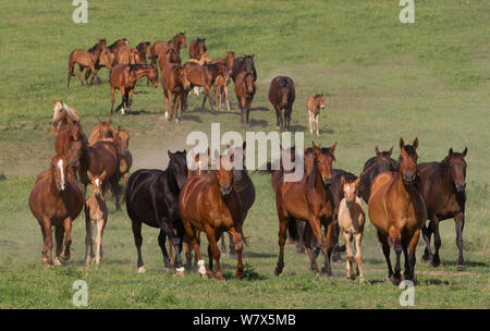 Herde von Quarter Horse Stuten und Fohlen Azteca, Blair, Nebraska, USA. Stockfoto