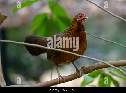 Red junglefowl spadiceus (Gallus gallus) Weibliche auf Zweig, Malaysia. Stockfoto