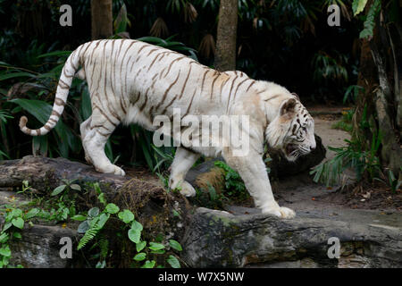 White Bengal Tiger (Panthera tigris tigris) zu Fuß. Gefangen. Doppel rezessives Gen produziert blasse Farbe morph. Original wild Personen in Indien aufgetreten. Jetzt nur in Gefangenschaft gefunden. Stockfoto