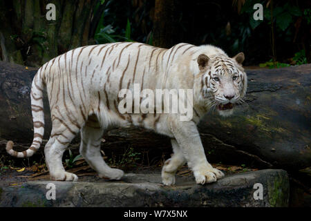 White Bengal Tiger (Panthera tigris tigris). Gefangen. Doppel rezessives Gen produziert blasse Farbe morph. Original wild Personen in Indien aufgetreten. Jetzt nur in Gefangenschaft gefunden. Stockfoto