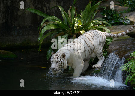 White Bengal Tiger (Panthera tigris tigris) in Wasser. Gefangen. Doppel rezessives Gen produziert blasse Farbe morph. Original wild Personen in Indien aufgetreten. Jetzt nur in Gefangenschaft gefunden. Stockfoto