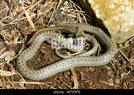 Glatte Schlange (Coronella austriaca) Ernährung an einer Wand Eidechse. West Frankreich, April. Stockfoto