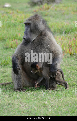 Chacma baboon (Papio ursinus), Alpha Männchen mit Tochter. De Hoop Nature Reserve, Western Cape, Südafrika. Stockfoto