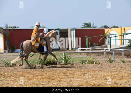 Paso Pferde von Truijillo, drittgrößte Stadt in Peru, Südamerika Stockfoto