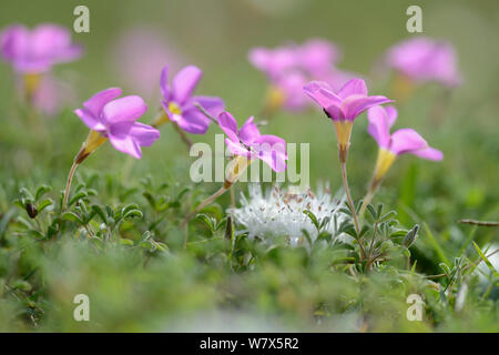 Großherzogin Sauerklee (Oxalis pes-caprae) und Igel Lily (Massonia sp.) De Hoop Nature Reserve, Western Cape, Südafrika. Stockfoto