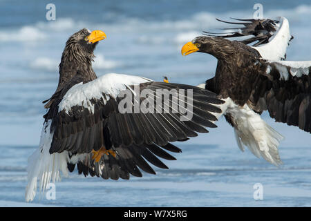 Der Steller Seeadler (Haliaeetus pelagicus) kämpfen, Hokkaido, Japan. Februar. Stockfoto