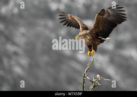 Seeadler (Haliaeetus albicilla) über zu nehmen, Norwegen, Februar. Stockfoto