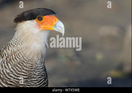 Southern Crested (karakara Karakara plancus) Porträt, Mato Grosso, Pantanal, Brasilien. Juli. Stockfoto