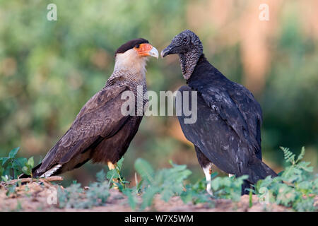 Southern Crested (karakara Karakara plancus) und Mönchsgeier (Coragyps atratus) am Flussufer, Mato Grosso, Pantanal, Brasilien. Juli. Stockfoto