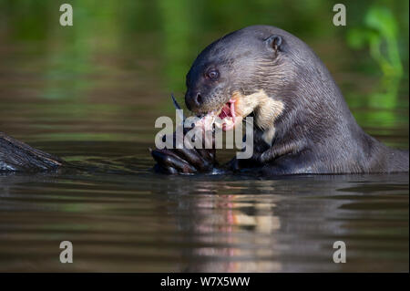 Riesenotter (Pteronura brasiliensis) Fütterung, Mato Grosso, Pantanal, Brasilien. August. Stockfoto