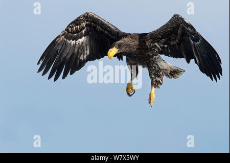 Der Steller Seeadler (Haliaeetus pelagicus) juvenile Jagd, Hokkaido, Japan. Februar. Stockfoto