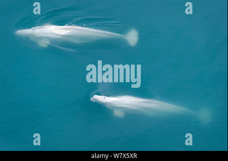 Beluga Wale (Delphinapterus leucas) auftauchen, Luftaufnahme, Svalbard, Norwegen. Juli. Stockfoto