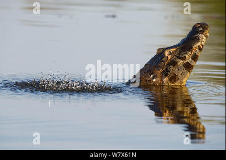 Spectacled Kaimane (Caiman crocodilus) in räumlicher Darstellung, Mato Grosso, Pantanal, Brasilien. August. Stockfoto