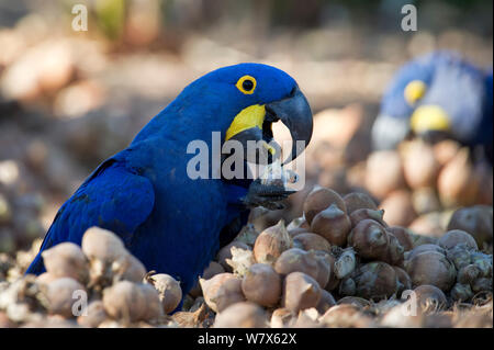 Hyazinthara (Anodorhynchus hyacinthinus) Ernährung auf einem Palm Mutter, Piaui, Brasilien. Juli. Stockfoto