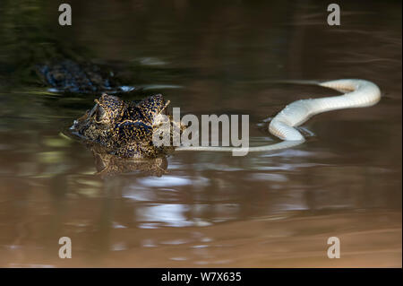 Spectacled Kaimane (Caiman crocodilus) Fütterung mit Schlange, Mato Grosso, Pantanal, Brasilien. August. Stockfoto