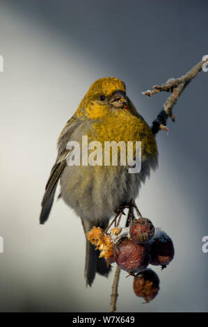 Pine Grosbeak (Pinicola Enucleator) weibliche Fütterung auf Beeren in einen Baum, Finnland. Februar. Stockfoto