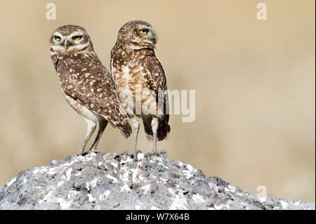 Grabende Eule (Athene cunicularia) Paar an ihrem Nistplatz, Piaui, Brasilien. Juli. Stockfoto