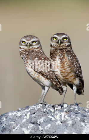 Grabende Eule (Athene cunicularia) Paar stand auf ihren Nistplatz, Piaui, Brasilien. Juli. Stockfoto