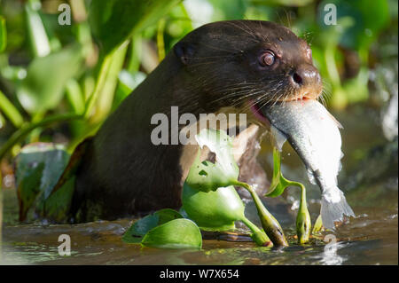 Riesenotter (Pteronura brasiliensis) Fütterung auf Fisch, Mato Grosso, Pantanal, Brasilien. August. Stockfoto