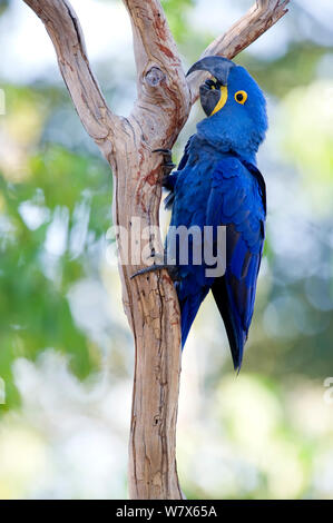 Hyazinthara (Anodorhynchus hyacinthinus) pflegen, auf einem Ast, Piaui, Brasilien thront. Juli. Stockfoto